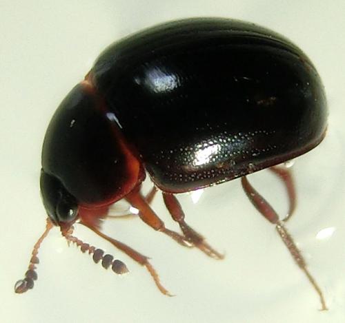 Réf. 198 365 : Anisotoma glabra